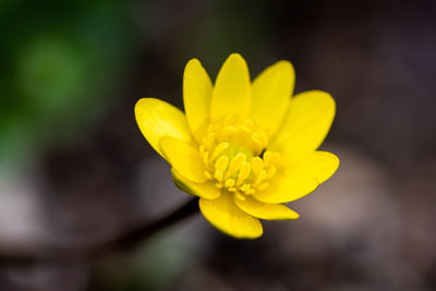 Close-up of yellow flower