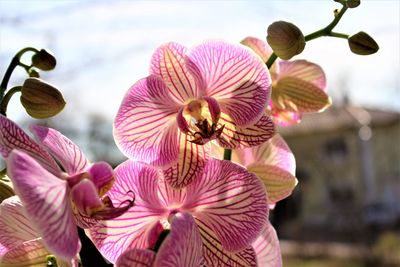 Close-up of pink flowering plant