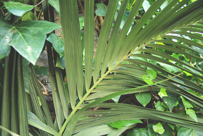 Close-up of green leaves