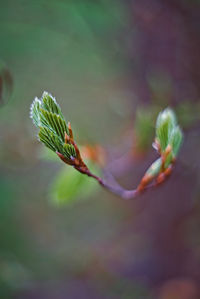 Close-up of flower bud