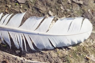 High angle view of feather on field