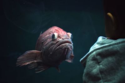 Close-up of fish swimming in sea