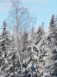 Snow covered pine trees against sky