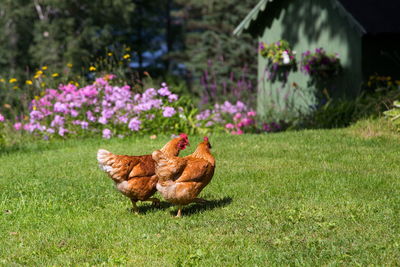 Side view of two free range red hens roaming around a large country garden