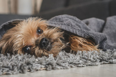 Portrait of dog relaxing at home