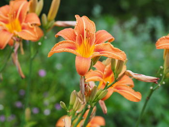 Close-up of orange flower