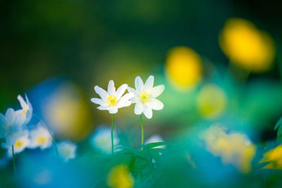 A beautiful white wood anemone growing in the spring forest.