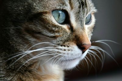 Close-up of cat