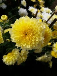 Close-up of yellow flowers blooming outdoors