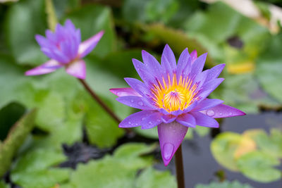 Close-up of lotus water lily in pond