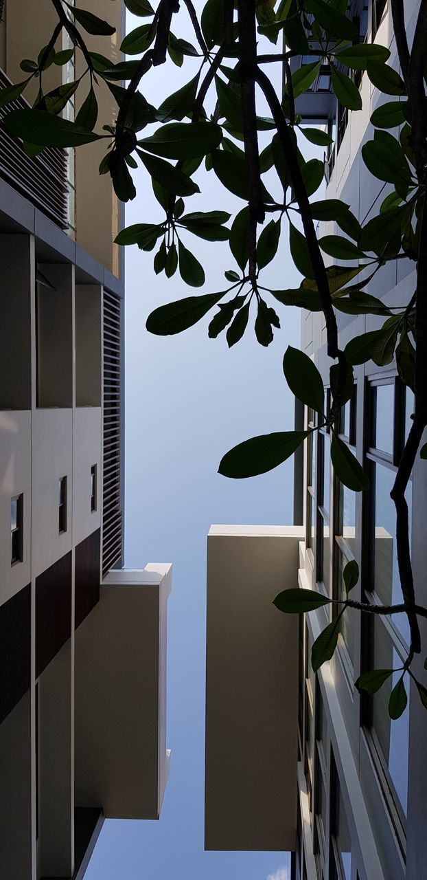 LOW ANGLE VIEW OF TREE AGAINST SKY