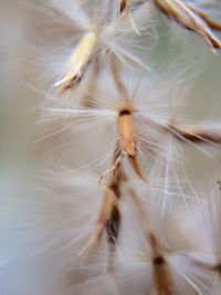 Close-up of dandelion flower