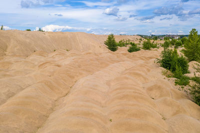 Sandy yellow dunes overgrown with trees and bushes on a sunny summer day.