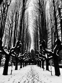 Snow covered trees in forest