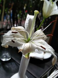 Close-up of white flowers