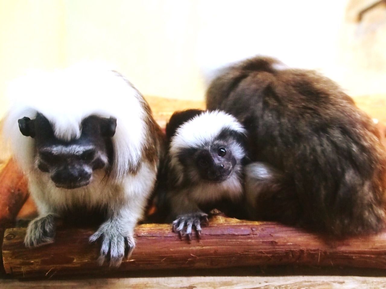 animal themes, mammal, domestic animals, one animal, indoors, pets, two animals, dog, togetherness, relaxation, young animal, portrait, wood - material, close-up, looking at camera, focus on foreground, wooden, lying down, no people, resting