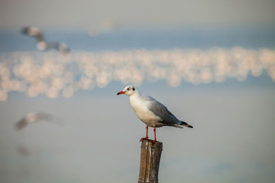 Seagull perching on wooden post