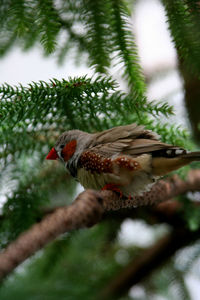 Low angle view of bird perching on branch