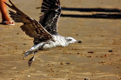 Seagulls flying over beach