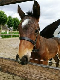 Close-up portrait of horse standing against sky