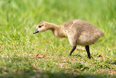 Side view of a bird on field