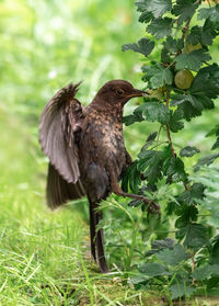 Bird perching on a tree