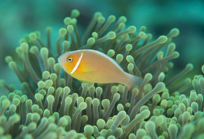 Close-up of fish swimming in sea