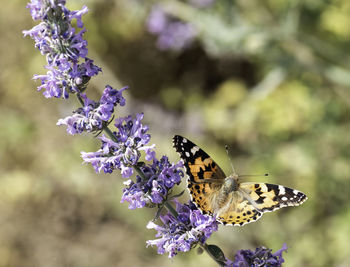 Close-up of butterfly on purple flower