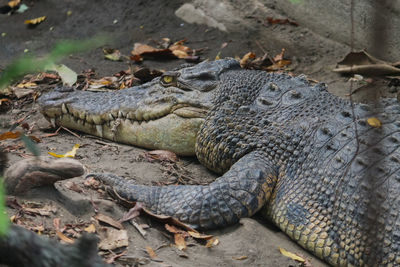Close-up of crocodile in zoo