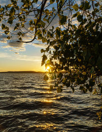 Tree by sea against sky during sunset