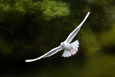 White bird flying