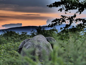 Scenic view of field against sky during sunset