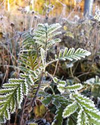 Close-up of fresh plants in winter