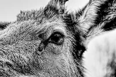 Close-up of a horse