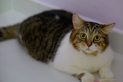 Close-up portrait of a cat