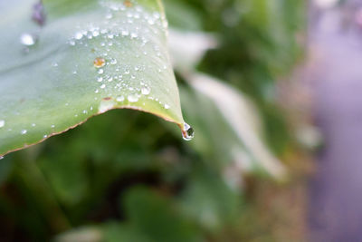 Close-up of water drops on leaf