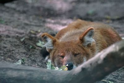 Red fox sleeping on field in forest