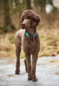 Standard poodle on footpath