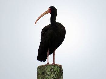 Close-up of bird perching against clear sky