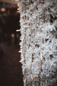 Close-up of frozen plant