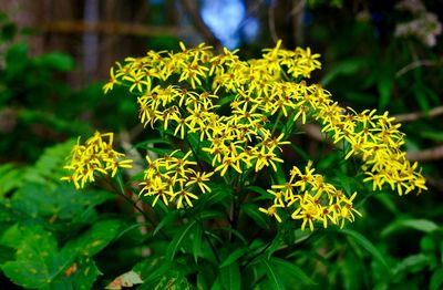 Close-up of yellow flowers