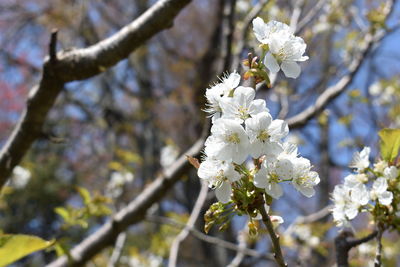 Close-up of white cherry blossoms in spring