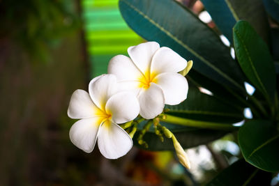 Close-up of frangipani blooming outdoors