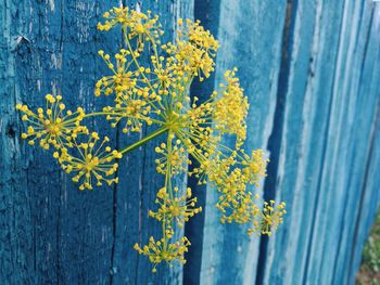 Close-up of yellow flowering plant against blue fence