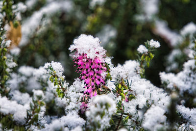 Close-up of flowering plant on snow covered field