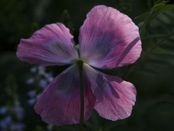 Close-up of pink cosmos blooming outdoors