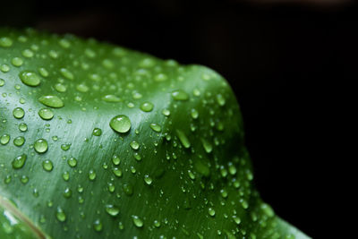 Water drops on leaves, black in background