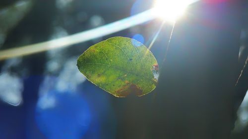 Close-up of fresh leaf in water