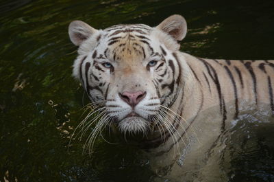 Portrait of tiger swimming in lake