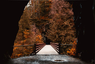 Bridge over illuminated trees at night